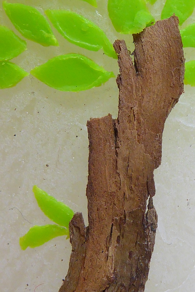 Familienkerze Baum Ausschnitt klein