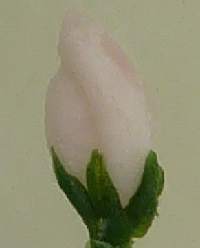 P1040192Ausschnittklein